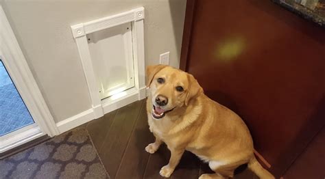 best rfid pet doors